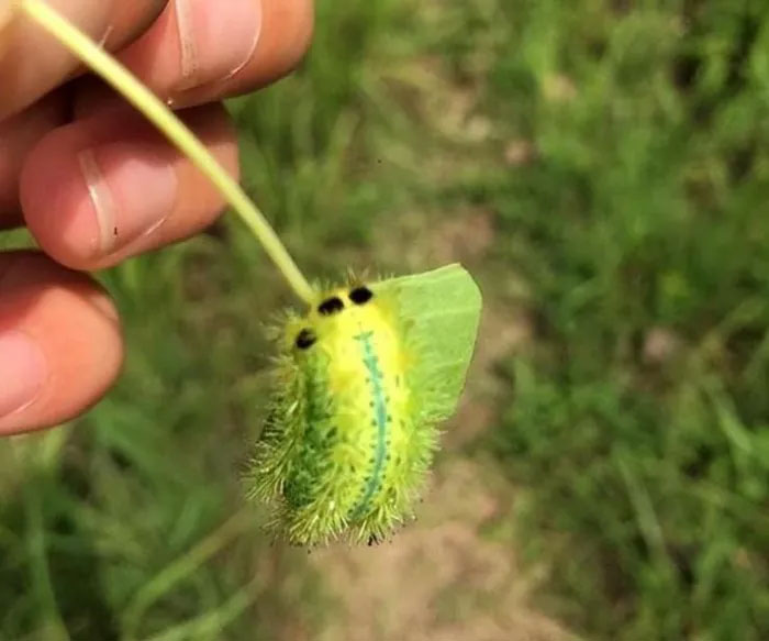 Sự thay đổi này đã biến loài bọ nẹt từ "quái vật" thành "báu vật". Không chỉ mang lại nguồn thu nhập đáng kể cho người dân, việc khai thác và sử dụng ấu trùng bọ nẹt còn mở ra những cơ hội kinh doanh mới. Nhờ vậy, loài sâu này đã chuyển từ vị trí kẻ thù của nông dân thành nguồn lợi kinh tế quý giá.(Ảnh: KhoaHoc.tv)