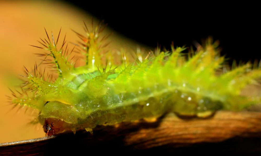 Bọ nẹt, với hình dáng xấu xí và nhiều lông tơ gây ngứa rát, đã từ lâu là nỗi ám ảnh của nhiều nông dân. Khi bị cắn, lông tơ của chúng có thể đâm vào da, gây đau rát và viêm da. Điều này khiến nhiều người tránh xa và ghét bỏ loài sâu này. (Ảnh: DietSauBenh)