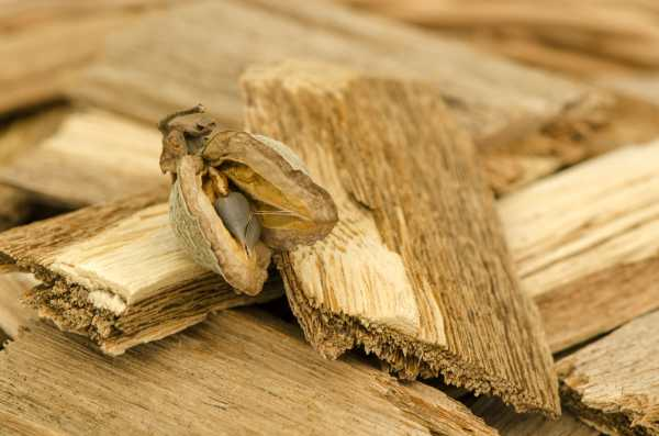 Trầm hương có giá trị cao không chỉ bởi độ hiếm mà còn bởi các công dụng vượt trội của nó. Trầm hương được sử dụng rộng rãi trong y học cổ truyền để tăng cường hệ miễn dịch, hỗ trợ tiêu hóa, điều trị bệnh tim mạch, và giảm căng thẳng. Tinh dầu trầm hương còn được sử dụng trong liệu pháp hương thơm, giúp thư giãn và tạo cảm giác dễ chịu.(Ảnh: The Perfumery)