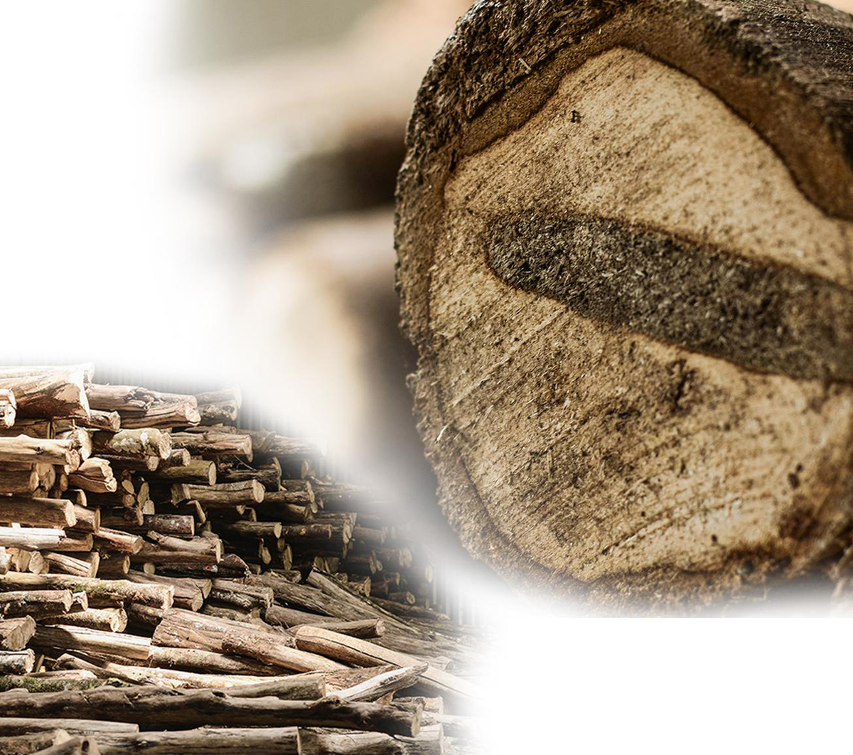 Trầm hương, còn gọi là gỗ trầm, là sản phẩm từ cây Dó Bầu (Aquilaria crassna). Khi cây Dó Bầu bị nhiễm một loại vi khuẩn hoặc nấm, cây phản ứng lại bằng cách tạo ra một loại nhựa thơm để bảo vệ mình. Theo thời gian, nhựa này tích tụ và biến thành trầm hương. Điều này khiến trầm hương trở nên vô cùng quý hiếm, vì không phải cây Dó Bầu nào cũng có thể sản sinh ra trầm hương, và quá trình hình thành trầm hương có thể kéo dài hàng chục năm, thậm chí hàng trăm năm.(Ảnh: HAGA Oud)