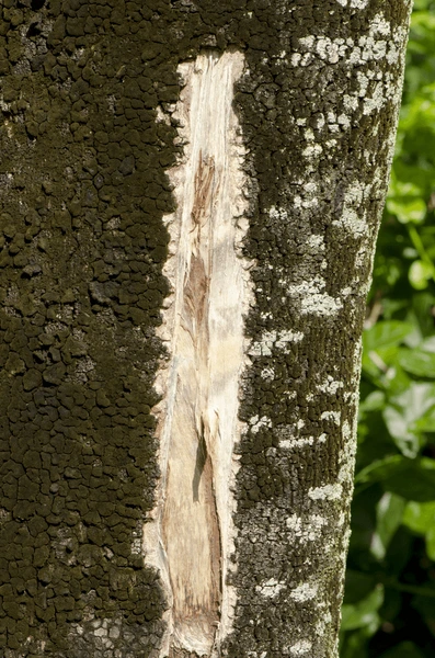 Trầm hương luôn nằm trong danh sách những loại gỗ đắt đỏ nhất trên thế giới. Tại các quốc gia như Nhật Bản, Trung Quốc và Việt Nam, trầm hương được coi là món hàng xa xỉ và có giá trị rất cao. Một khối trầm hương chất lượng cao có thể được bán với giá hàng tỷ đồng. Nhu cầu sử dụng trầm hương ngày càng tăng, đặc biệt là trong các lễ hội tôn giáo, nghi lễ và các sự kiện quan trọng.(Ảnh: Shutterstock)