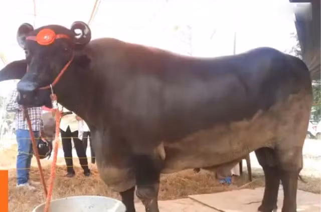 Kinh ngac con trau khong lo co dong doi 'khung', gia 69 ty dong