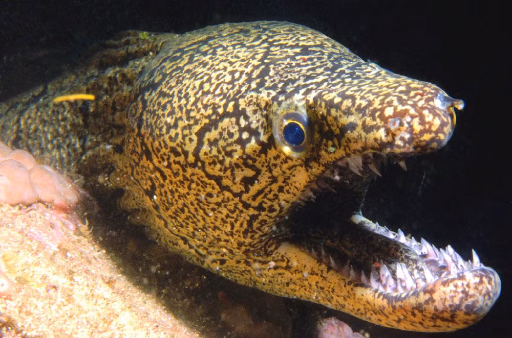 Cá chình Moray hay có tên khoa học là Muraenidae, là một loại cá thuộc họ Anguilliformes.(Ảnh: Australian Museum)