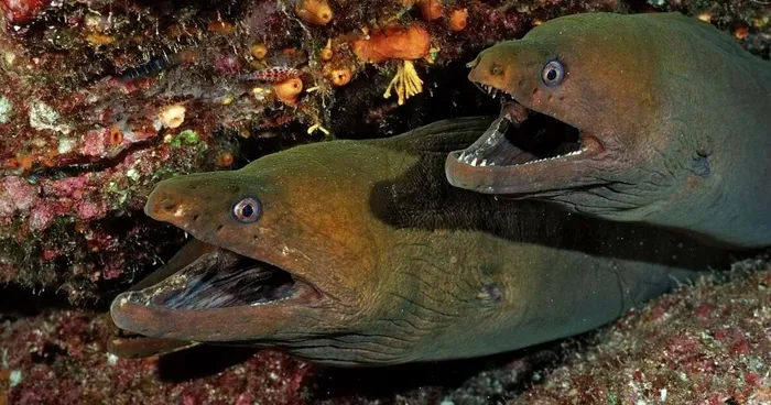 Cư dân mạng đưa ra nhiều suy đoán về danh tính, so sánh nó với plesiosaur, sinh vật huyền thoại của hồ Loch Ness. Tuy nhiên, các chuyên gia xác định đây là một con lươn biển (cá chình Moray) – loài sống ở các vùng biển nhiệt đới và cận nhiệt đới. (Ảnh: Getty Images)