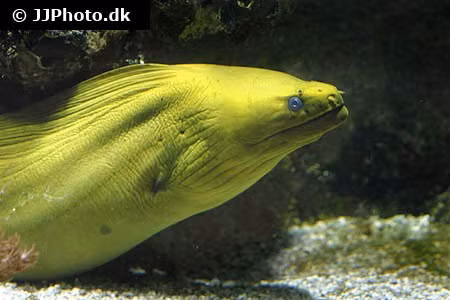 Cá chình moray có thể được tìm thấy trên khắp thế giới nhưng hầu như chỉ tập trung nhiều tại các rạn san hô ở các vùng nhiệt đới.(Ảnh: Reef App)