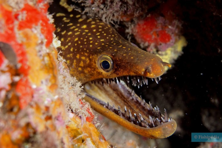 Nhiều người thường khó nhận ra cá chình Moray do nó có ngoại hình giống rắn và nghĩ rằng chúng là những sinh vật đáng sợ và hung dữ. Tuy nhiên, ngoại hình của chúng luôn mở miệng to ra như vậy để giữ chúng luôn được hô hấp và truyền lượng nước đến mang ở phía sau đầu của chúng.(Ảnh: Fishipedia)