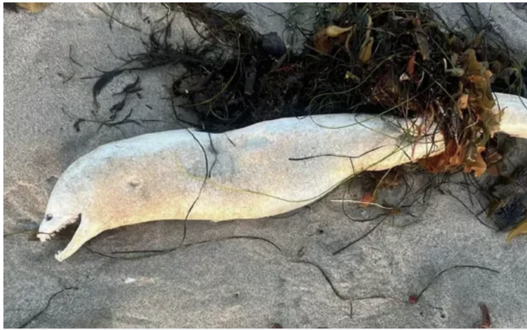 Hình ảnh của sinh vật này được đăng trên Reddit với bình luận cho biết nó "gây ác mộng". Với hình dáng mảnh khảnh, nhợt nhạt, và hàm răng uốn lượn, sinh vật này gợi nhớ đến những con rắn biển trong bản đồ hàng hải cổ xưa. (Ảnh: aFamily)