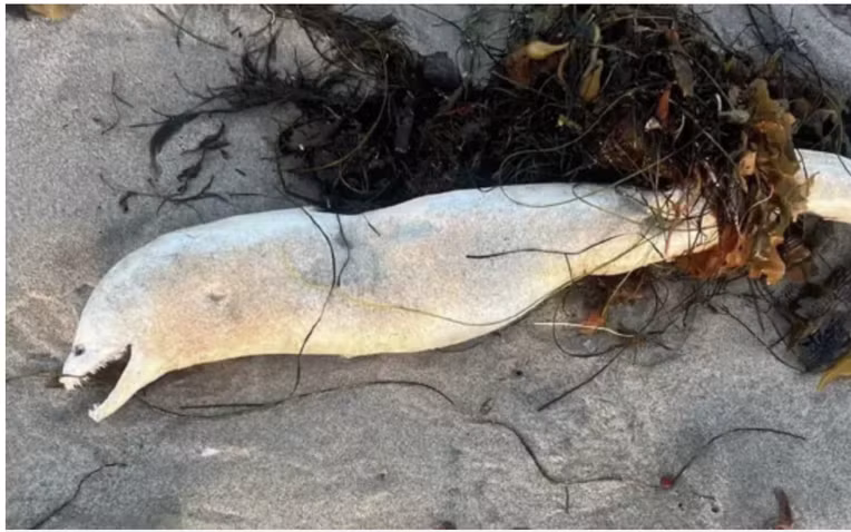 Hình ảnh của sinh vật này được đăng trên Reddit với bình luận cho biết nó "gây ác mộng". Với hình dáng mảnh khảnh, nhợt nhạt, và hàm răng uốn lượn, sinh vật này gợi nhớ đến những con rắn biển trong bản đồ hàng hải cổ xưa. (Ảnh: aFamily)