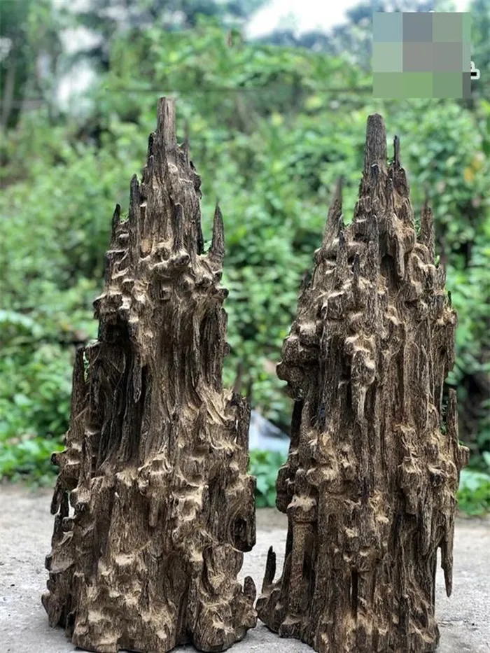 Lũa trầm hương, với vẻ đẹp kỳ diệu và hương thơm đặc trưng, luôn là một trong những loại gỗ quý hiếm được săn lùng ráo riết. Đây không chỉ là một bảo vật quý giá mà còn là biểu tượng của sự sang trọng và tinh tế trong thế giới đồ gỗ. (Ảnh: DNVN)