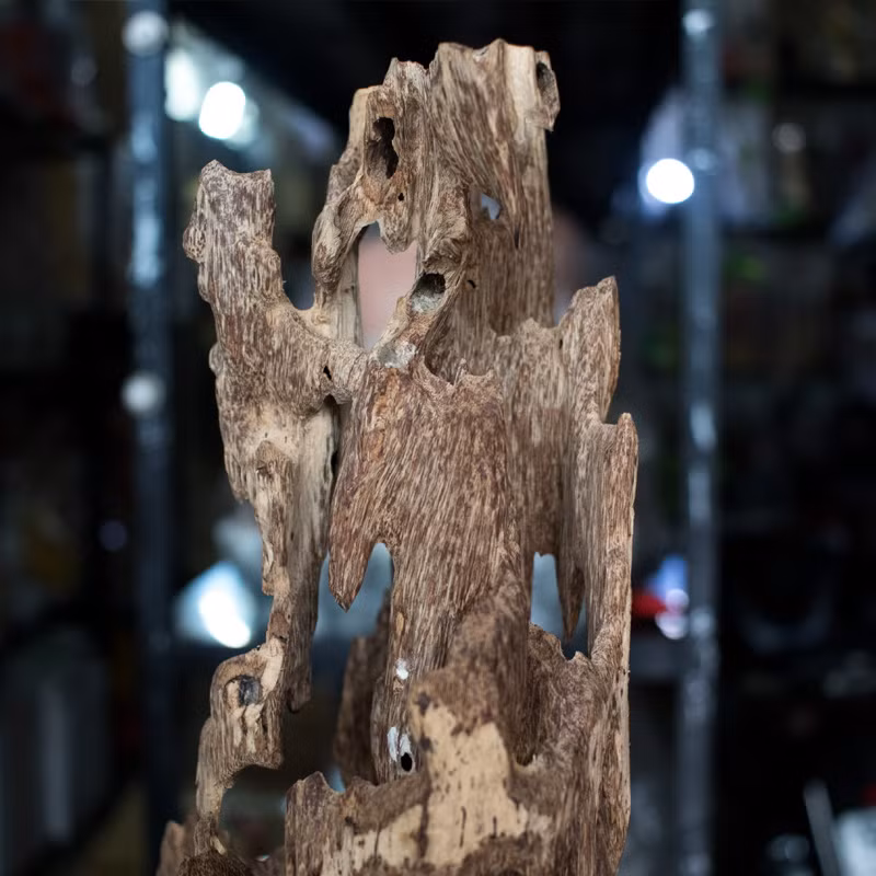 Giá trị của lũa trầm hương phụ thuộc vào hình dáng, màu sắc và nguồn gốc của nó. Những khúc lũa có hình thù độc đáo, màu sắc tự nhiên và mùi thơm đặc trưng thường có giá trị rất cao. Những đại gia và những người yêu thích đồ gỗ quý luôn sẵn sàng chi hàng tỷ đồng để sở hữu những khúc lũa trầm hương thượng hạng. (Ảnh: Tượng Phật Thuận Duyên)