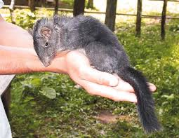 Phát hiện bổ sung một loài mới và một họ mới (Diatomyidae) vào danh mục thú Việt Nam. Loài chuột này được đặt tên là "chuột Trường Sơn", chỉ phân bố ở các hệ sinh thái núi đá vôi của dãy Trường Sơn.(Ảnh: PNAS)