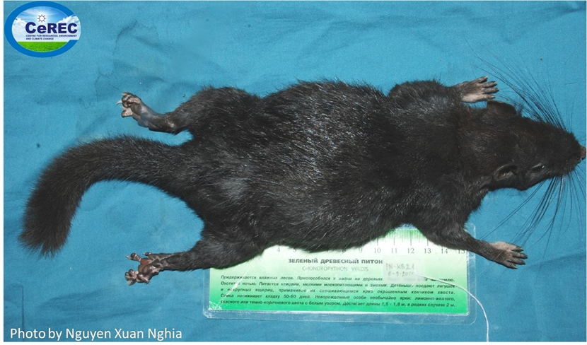 Các nhà khoa học nhận ra rằng loài chuột này là thành viên sống sót duy nhất của họ Diatomydae cổ xưa.(Ảnh: Nguyễn Xuân Nghĩa)