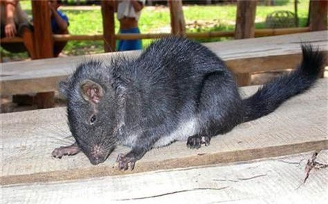 Năm 2005 tại khu bảo tồn đa dạng sinh học Quốc gia Hin Nậm Nô, tỉnh Khăm Muộn, Lào, một loài thú lạ có hình dạng giống chuột được tìm thấy và đặt tên là chuột đá Lào (Laonastes aenigmamus).(Ảnh: Người đưa tin)