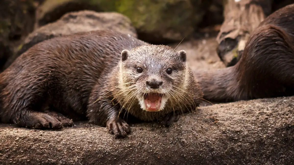 Nguyên nhân chính dẫn đến các cuộc tấn công của rái cá thường là do chúng cảm thấy bị đe dọa. (Ảnh: WHDH)