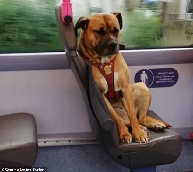 Chu cho ngoi buon thiu tren xe buyt khien dan tinh xot xa