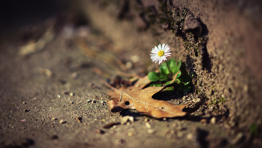 Su ky dieu cua nep song tam linh