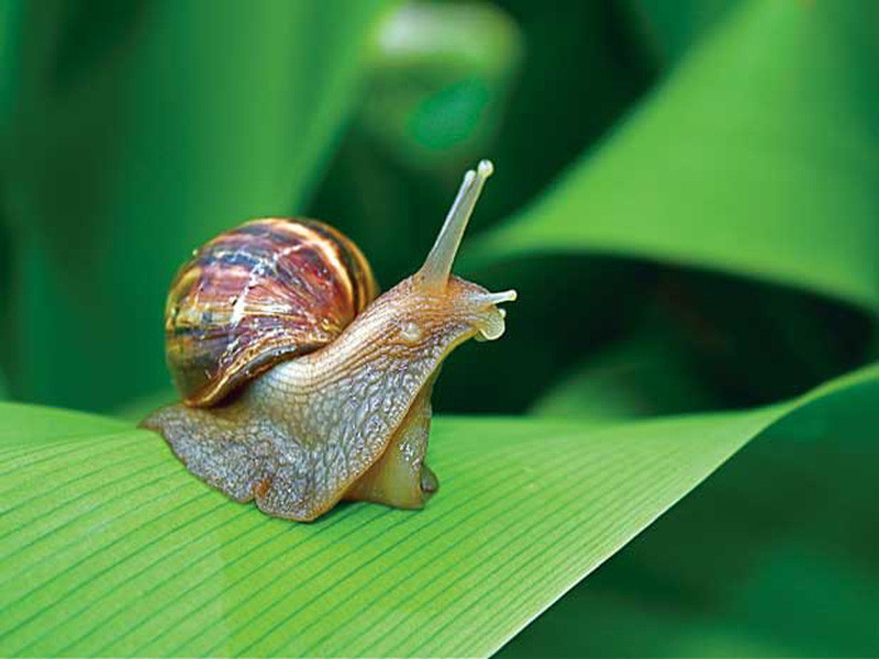 Nhiều người không thể tưởng tượng được rằng ốc sên có tới 14.000 chiếc răng. Thậm chí, nó có thể khiến con người mất mạng.
