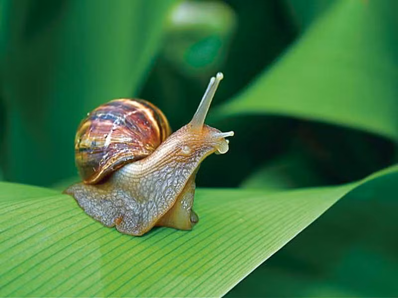 Nhiều người không thể tưởng tượng được rằng ốc sên có tới 14.000 chiếc răng. Thậm chí, nó có thể khiến con người mất mạng.