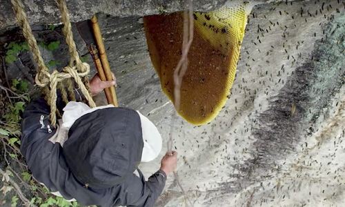 Ong mật khổng lồ Himalaya được xem là loài ong mật lớn nhất thế giới. Loài ong này tạo ra một trong những loại mật ong được yêu thích nhất có tên gọi là "mật ong điên". Đây một hợp chất vị ngọt có thể tạo cảm giác phấn chấn như cần sa ở liều lượng thích hợp. Sự thật gây sốc về loại mật ong này khiến nhiều người kinh ngạc.