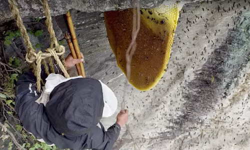 Ong mật khổng lồ Himalaya được xem là loài ong mật lớn nhất thế giới. Loài ong này tạo ra một trong những loại mật ong được yêu thích nhất có tên gọi là "mật ong điên". Đây một hợp chất vị ngọt có thể tạo cảm giác phấn chấn như cần sa ở liều lượng thích hợp. Sự thật gây sốc về loại mật ong này khiến nhiều người kinh ngạc.