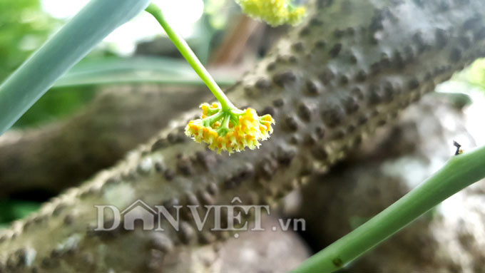 Can Tho: Cu binh voi nang tren 40kg, tra 15 trieu chu van lac dau 46-Hinh-4