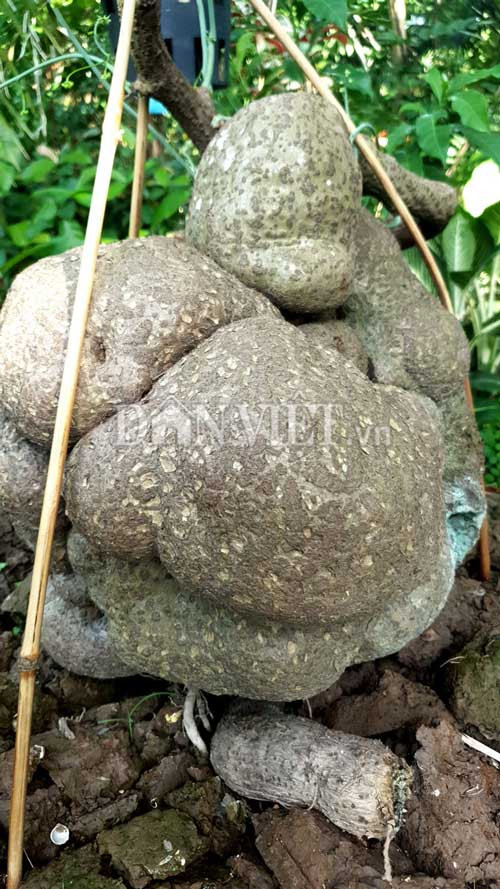 Can Tho: Cu binh voi nang tren 40kg, tra 15 trieu chu van lac dau 46-Hinh-2