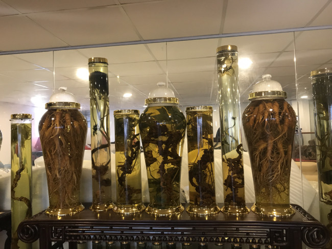 Anh Quang cũng chia sẻ hiện trong bộ sưu tập của anh nhiều củ sâm có giá hàng tỷ đồng. Không ít củ có giá trị cao, anh phải thuê một xe riêng đi vào tận Kon Tum để vận chuyển ra Hà Nội.