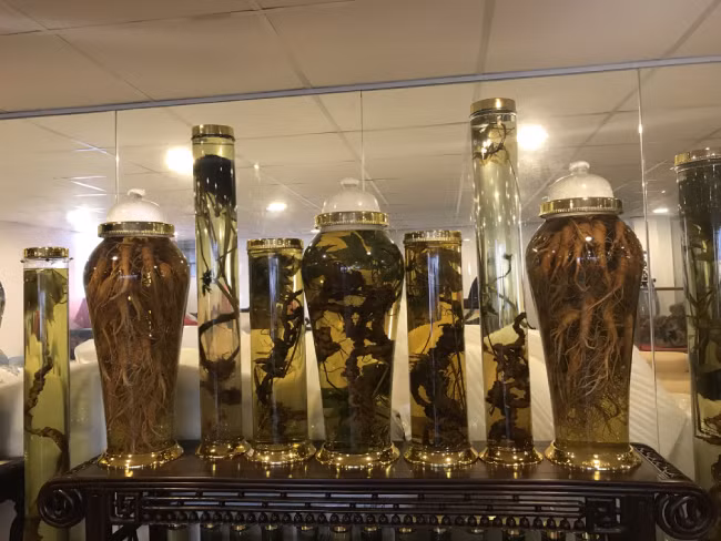 Anh Quang cũng chia sẻ hiện trong bộ sưu tập của anh nhiều củ sâm có giá hàng tỷ đồng. Không ít củ có giá trị cao, anh phải thuê một xe riêng đi vào tận Kon Tum để vận chuyển ra Hà Nội.