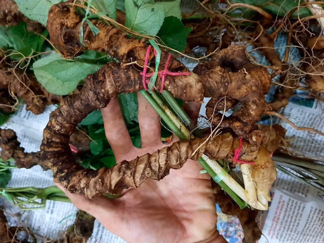 Đặc biệt, những củ sâm ngọc linh có lá còn tươi giá cũng được bán ra cao hơn. Những củ sâm lá héo cũng bị mất giá trị.