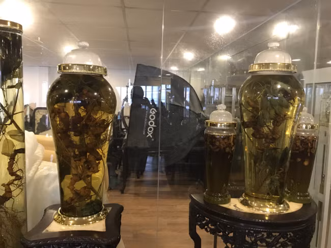 Củ sâm ngọc linh này có trọng lượng 2,7kg, dài khoảng 1,3m. Với kinh nghiệm và hiểu biết về sâm, anh dự đoán củ sâm này có tuổi đời khoảng 130 năm.