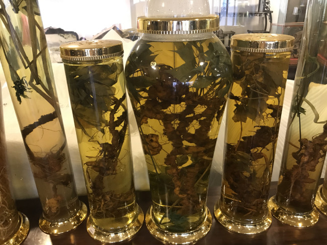 Hiện, anh có những củ sâm nặng 1-2kg trong bộ sưu tập, những củ sâm kích thước lớn như vậy rất ít xuất hiện trên thị trường.