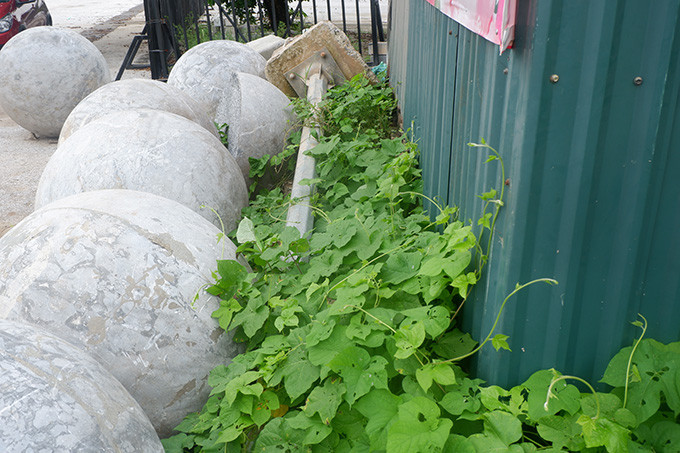 Ghi nhận của PV Kiến Thức vào sáng ngày 20/8/2020, sau khi được chi chuyển khỏi trước sân vận động Quốc gia Mỹ Đình, những quả bóng xích được tập kết tại một góc vườn đằng sau sân vận Quốc gia Mỹ Đình. 