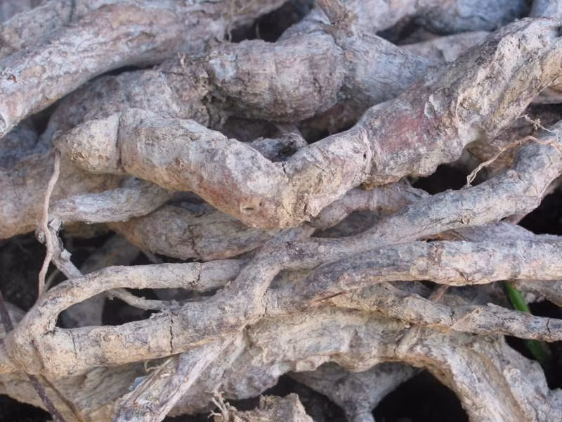 Trị rụng tóc với hà thủ ô. Nhiều nghiên cứu đã công nhận, hà thủ ô có tác dụng với nhiều bệnh lý như rụng tóc, tóc bạc sớm. Chọn Hà Thủ Ô đỏ rửa sạch, cắt khúc. Nấu Hà Thủ Ô cùng với đậu đen và nước trắng theo tỷ lệ 1 kg Hà Thủ Ô, 100gram đậu xanh, 2 lít nước. Để lửa nhỏ, đảo đều tay để hà thủ ô và đậu chín đều. Chưng nhiều lần hoặc đun trực tiếp cho đến khi hỗn hợp gần cạn thì lấy hà thủ ô đem phơi khô.