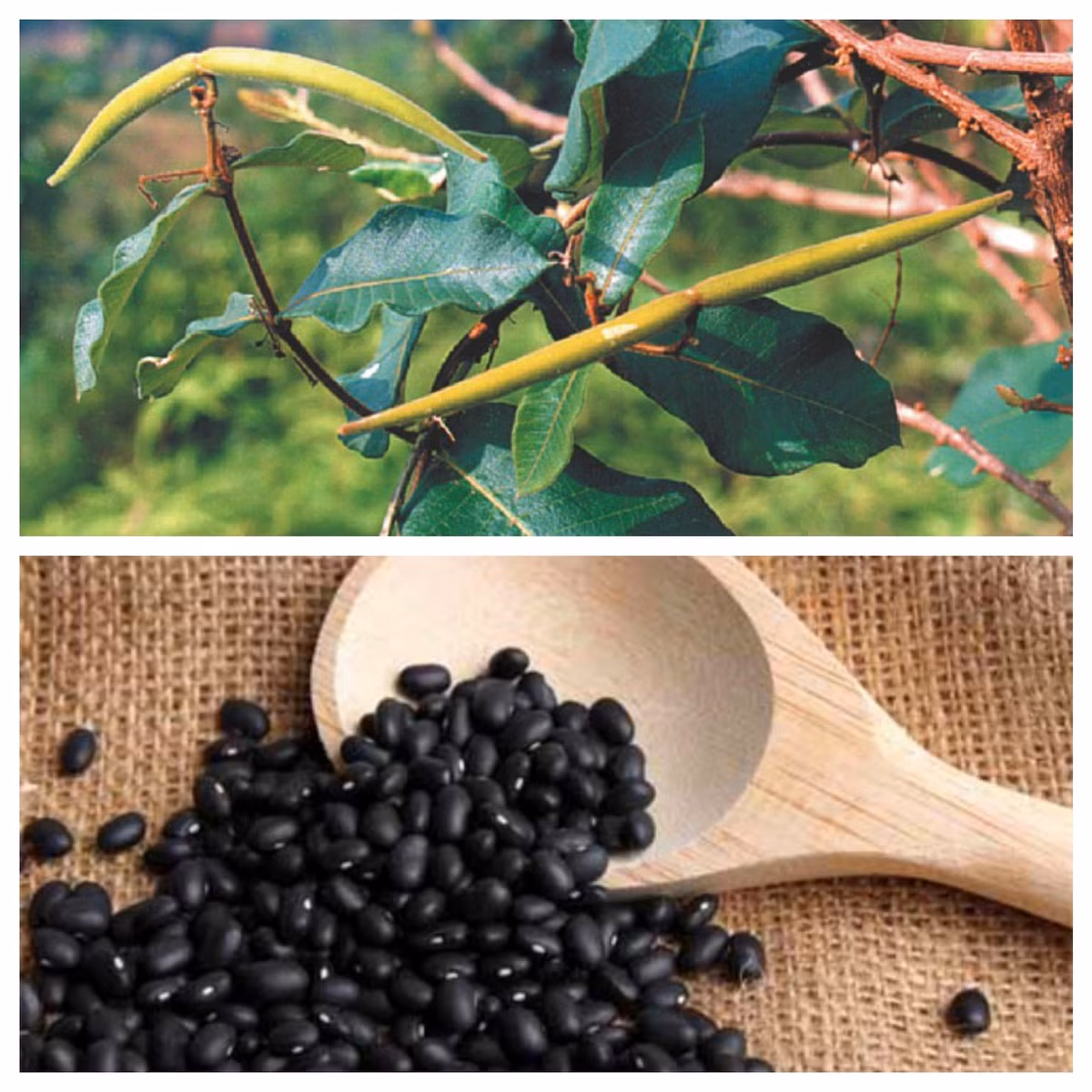 Sau đó, lấy nước hầm còn lại trong nồi tẩm vào hà thủ ô, rồi tiếp tục phơi cho khô. Hầm tiếp 100 g đậu đen và 2 lít nước với hà thủ ô đã khô. Lặp lại thao tác đủ 9 lần thì sao hà thủ ô khô đã qua chưng, phơi trên chảo nóng cho khô vàng. Cuối cùng, xay hà thủ ô khô thành bột, dùng uống mỗi ngày 1 đến 2 lần, mỗi lần khoảng 15g-20g.