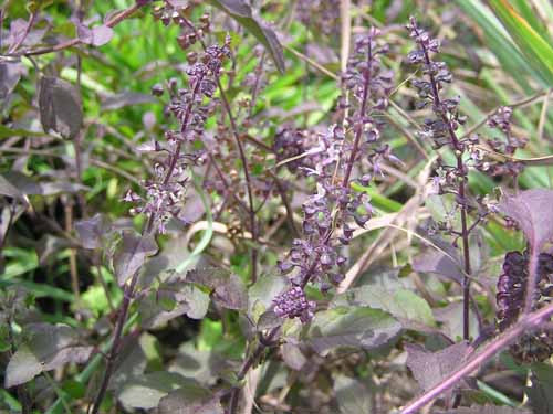 Lá hương nhu trị rụng tóc. Theo đông y, Hương nhu có tác dụng thông khiếu, làm ra mồ hôi, làm thông thoáng da đầu, nhẹ đầu, sảng khoái khi gội đầu, giúp tăng lưu thông khí huyết dưới da, kích thích mọc tóc mới. Bạn có thể đun nước với lá hương nhu để gội đầu trị rụng tóc.