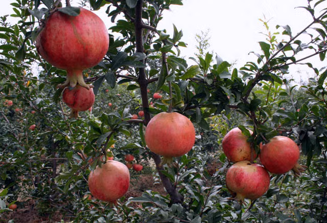 Lựu. Hạt lựu có chứa axit ellagic và punicalagin, thành phần này được chứng minh là có tác dụng bảo vệ collagen và chống lại các gốc tự do. Nghiên cứu được công bố trên Tạp chí Bổ sung thay thế thuốc Evidence-Based phát hiện lựu cũng có tác dụng làm tăng tốc độ chữa lành vết thương.