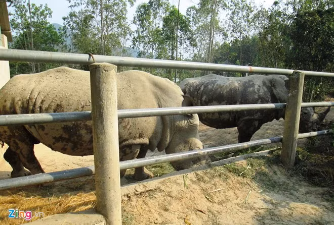 ...cặp tê giác quý hiếm.