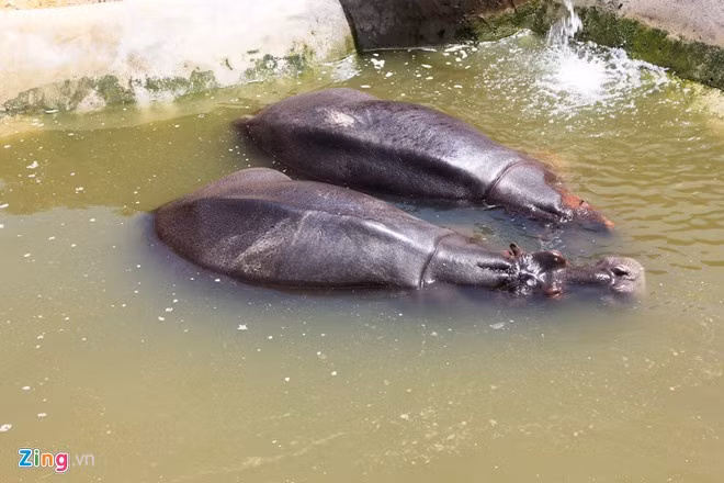Ngoài hổ, Trại Bò còn nuôi nhiều loài động vật khác được đưa từ châu Phi về như hà mã...