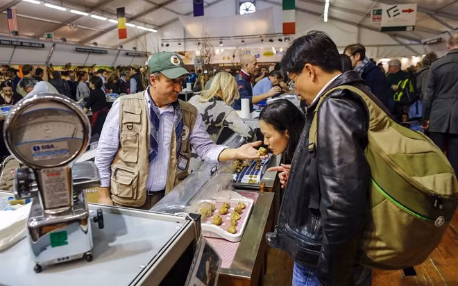 Nấm Truffle, Alba, Italy: Vẻ ngoài không có gì hấp dẫn, nhưng mùi vị đặc biệt của nấm Truffle có thể biến một món ăn tẻ nhạt thành món đặc sản. Nấm Truffle trắng của vùng Alba sinh trưởng trong các khu rừng ẩm ướt quanh thị trấn. Mùa săn nấm rất ngắn, khoảng từ tháng 10 đến tháng 11. Điều đó càng làm tăng giá trị của loại nấm này trong giới ẩm thực cao cấp: một cụm nấm nặng 0,9 kg được bán với giá 120.000 USD tại phiên đấu giá.