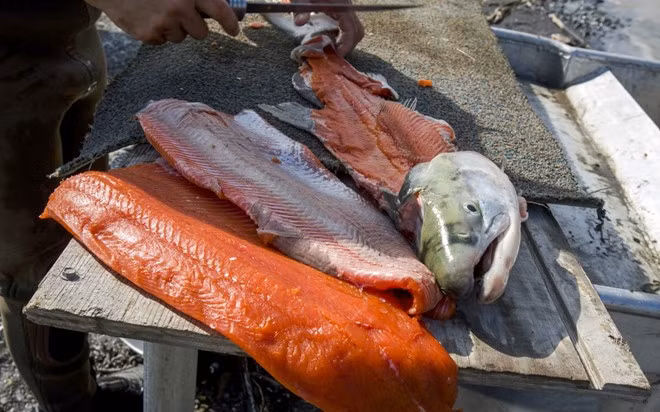 Cá hồi sông Copper, Alaska, Mỹ: Dòng sông Copper lạnh giá dài gần 500 km của Alaska uốn lượn qua nhiều địa hình. Điều đó khiến những con cá hồi ở đây khỏe mạnh, sẵn sàng sinh sản vào mùa xuân. Với vị ngon khó lẫn, cá hồi sông Copper là món được yêu thích ở nhiều nhà hàng ở Tây Bắc Thái Bình Dương. Thực khách đổ về đây để tận hưởng hương vị đậm đà trong mùa cá ngắn ngủi.