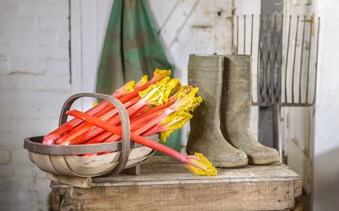 Đại hoàng, Yorkshire, Anh: Trước đây, đại hoàng thường chỉ dùng cho bữa trưa của học sinh. Những năm gần đây, các đầu bếp nổi tiếng lại ưa chuộng loại rau này. “Tam giác đại hoàng”, gồm Wakefield, Morley và Rothwell ở Tây Yorkshire, nổi tiếng với chất lượng tuyệt hảo. Hàng năm, vào tháng 1, lễ hội đại hoàng được tổ chức ở Wakefield.