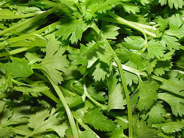 Rau mùi. Rau mùi tây rửa sạch, xay nhỏ rồi trộn đều với nước cốt chanh tươi và mật ong cho đến khi hỗn hợp trở nên đặc quánh. Làm sạch da bằng sữa rửa mặt rồi dùng khăn mềm lau khô. Thoa đều loại mặt nạ trị mụn đầu đen vừa chế lên vùng da có mụn. Sau khi thoa được 15 phút thì rửa sạch mặt với nước lạnh.