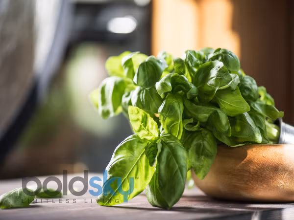 Húng quế. Xay nhuyễn lá húng quế, cho thêm một thìa sữa đông và trộn đều thành hỗn hợp nhuyễn, sau đó áp dụng lên khu vực bị mụn đầu đen.