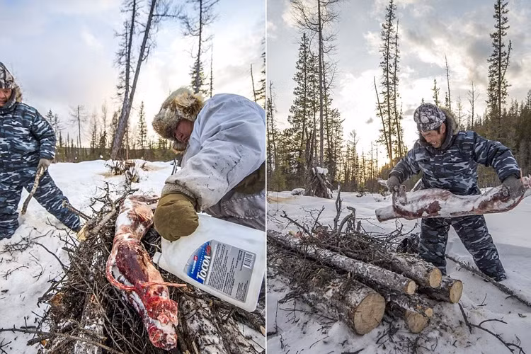 Con sói sẽ đông đá khoảng 2 tiếng sau khi chết. Chúng được rã đông và lột da. Bộ da sói được đưa tới nhà máy Sakha Bult ở Yakutsk. Dyachkovsky chất thêm gỗ trong lúc Ion Maxsimovic rưới dầu hòa vào. Xác con sói được đặt lên trên và thiêu cháy. 