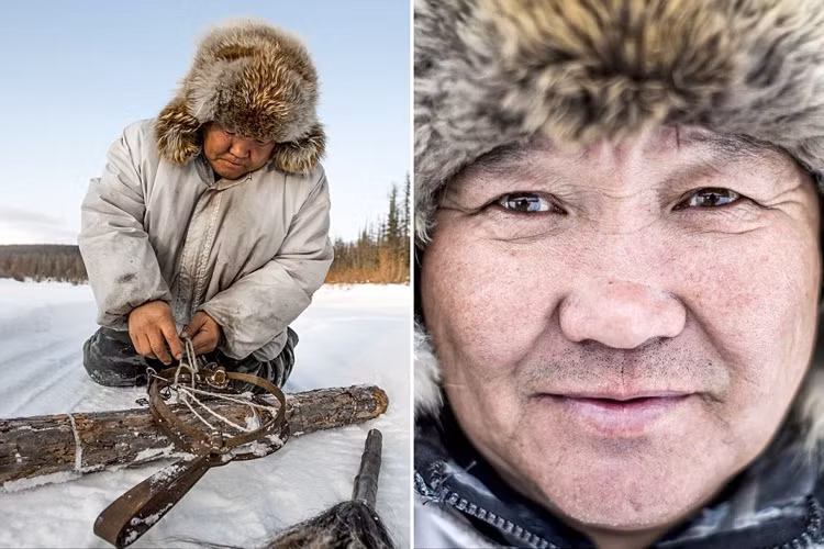 Để kiếm soát số lượng sói, chính quyền đã treo giải thưởng 400 USD cho mỗi con sói người dân săn được, đồng thời tặng một số tiền lớn cho người săn được nhiều nhất. 