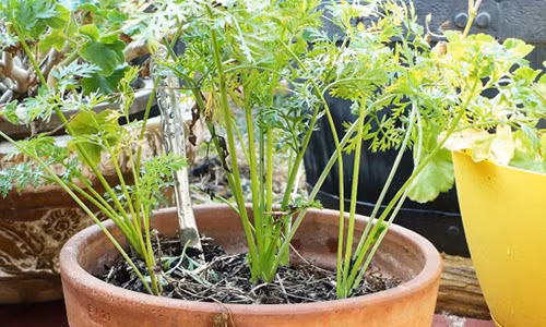 Cach trong ca rot mot lan an mai khong can hat giong-Hinh-4