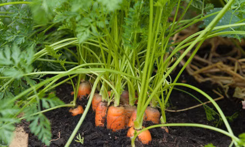 Cach trong ca rot mot lan an mai khong can hat giong-Hinh-5