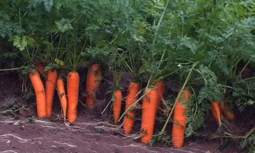 Cach trong ca rot mot lan an mai khong can hat giong-Hinh-6