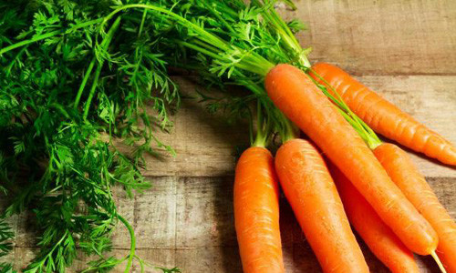 Cach trong ca rot mot lan an mai khong can hat giong