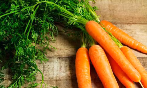 Cach trong ca rot mot lan an mai khong can hat giong